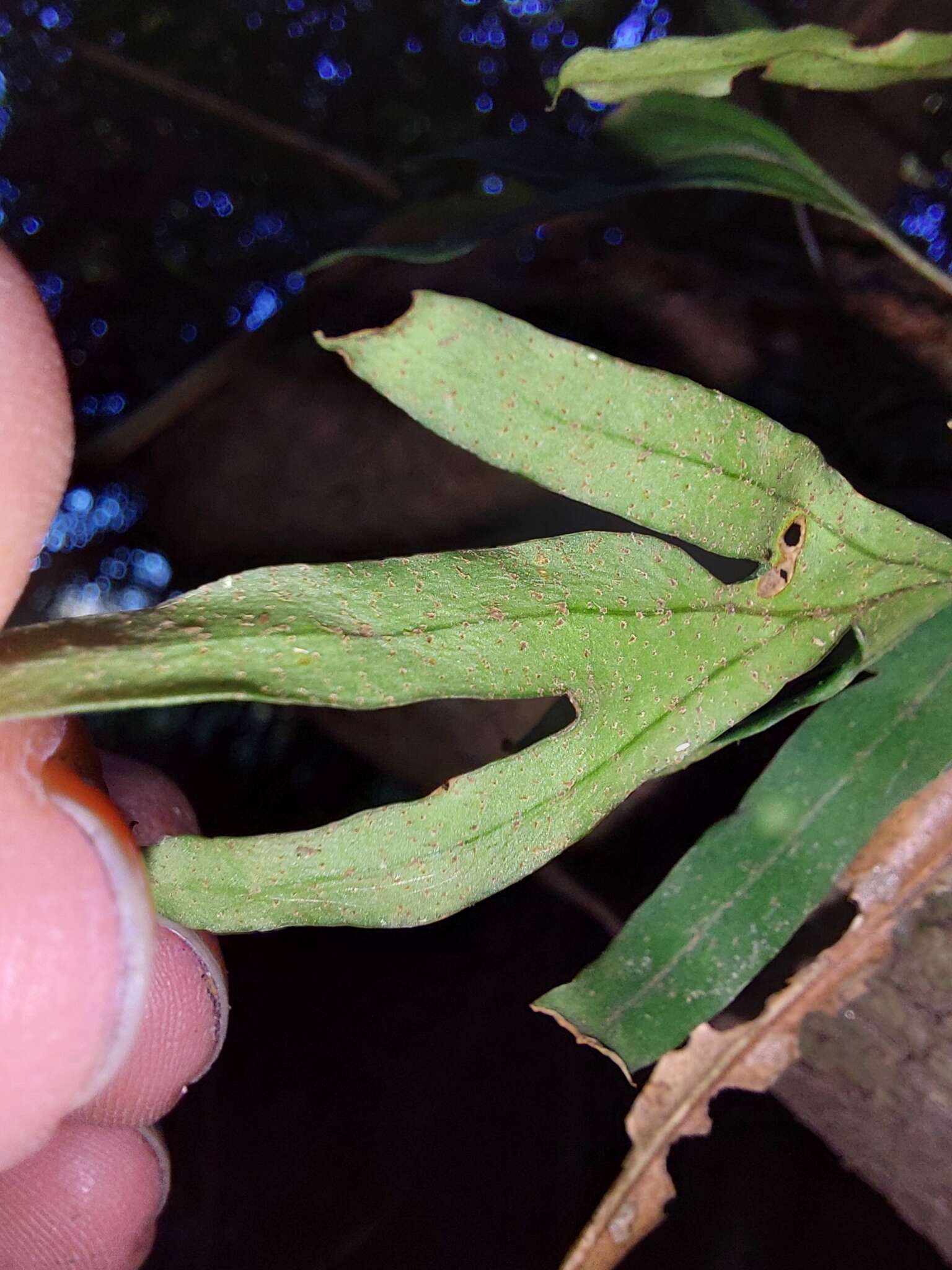 Image de Pleopeltis pleopeltifolia (Raddi) Alston