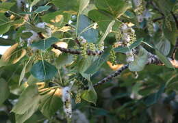 Image of Black Cottonwood