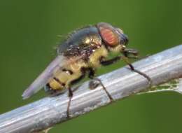 Stomorhina discolor (Fabricius 1794) resmi