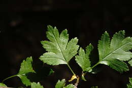 Image of Crataegus microphylla C. Koch