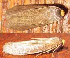 Image of Lesser Wax Moth