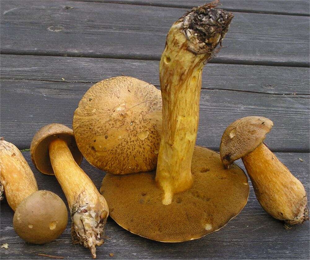 Image of Suillus variegatus (Sw.) Richon & Roze 1888