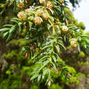 Image de Juniperus brevifolia (Seub.) Antoine