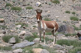 Image of Kiang