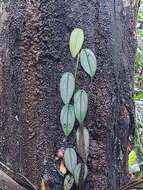 Image of Philodendron hopkinsianum M. L. Soares & Mayo