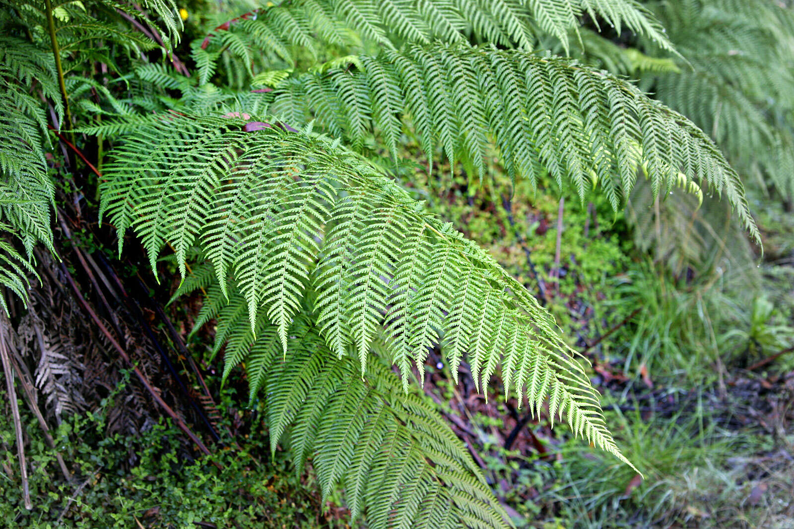 Image of Australian Tree Fern