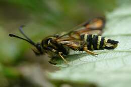 Image of Bembecia ichneumoniformis