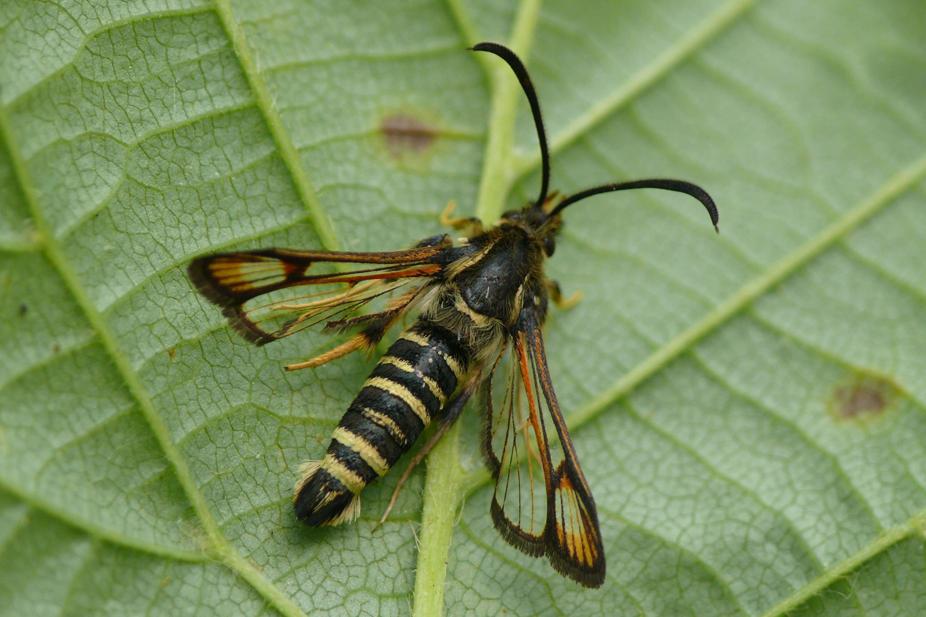 Image of Bembecia ichneumoniformis