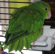 Image of Green-rumped Parrotlet