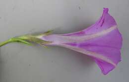 Image of Ipomoea robertsiana Rendle