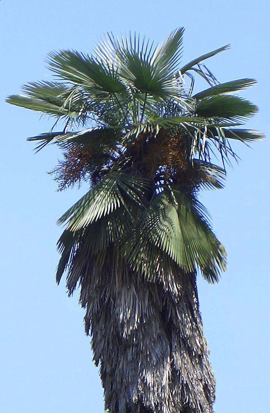 Image of Kumaon Fan Palm