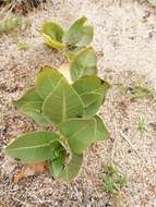 Image of Asclepias aequicornu Fourn.