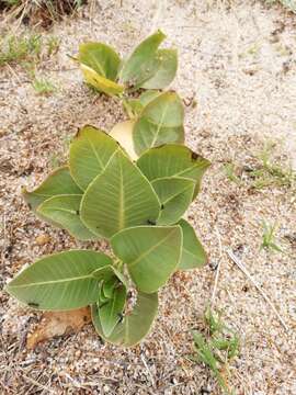 Asclepias aequicornu Fourn.的圖片