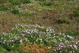 Dianthus longicalyx Miq.的圖片