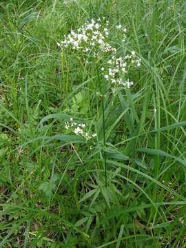 Image of Valeriana excelsa Poir.