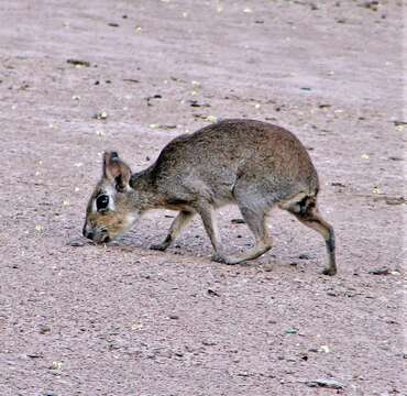 Image of Pediolagus salinicola