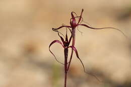 Caladenia sanguinea D. L. Jones的圖片