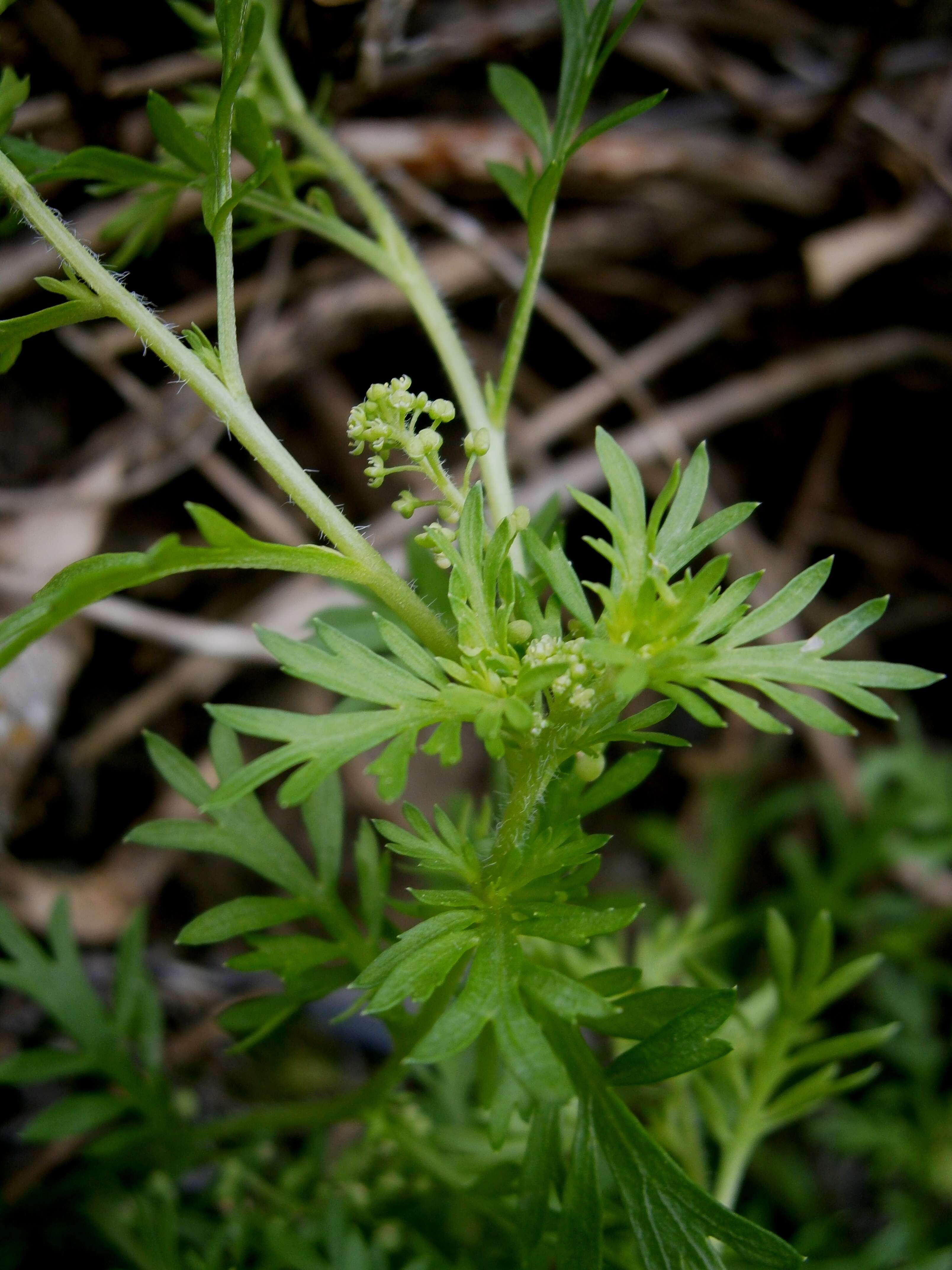 Image of Lesser swine-cress