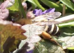 Image of Andrena gravida Imhoff 1832