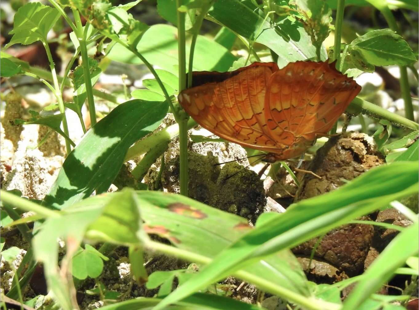 Image of Charaxes marmax Westwood 1848