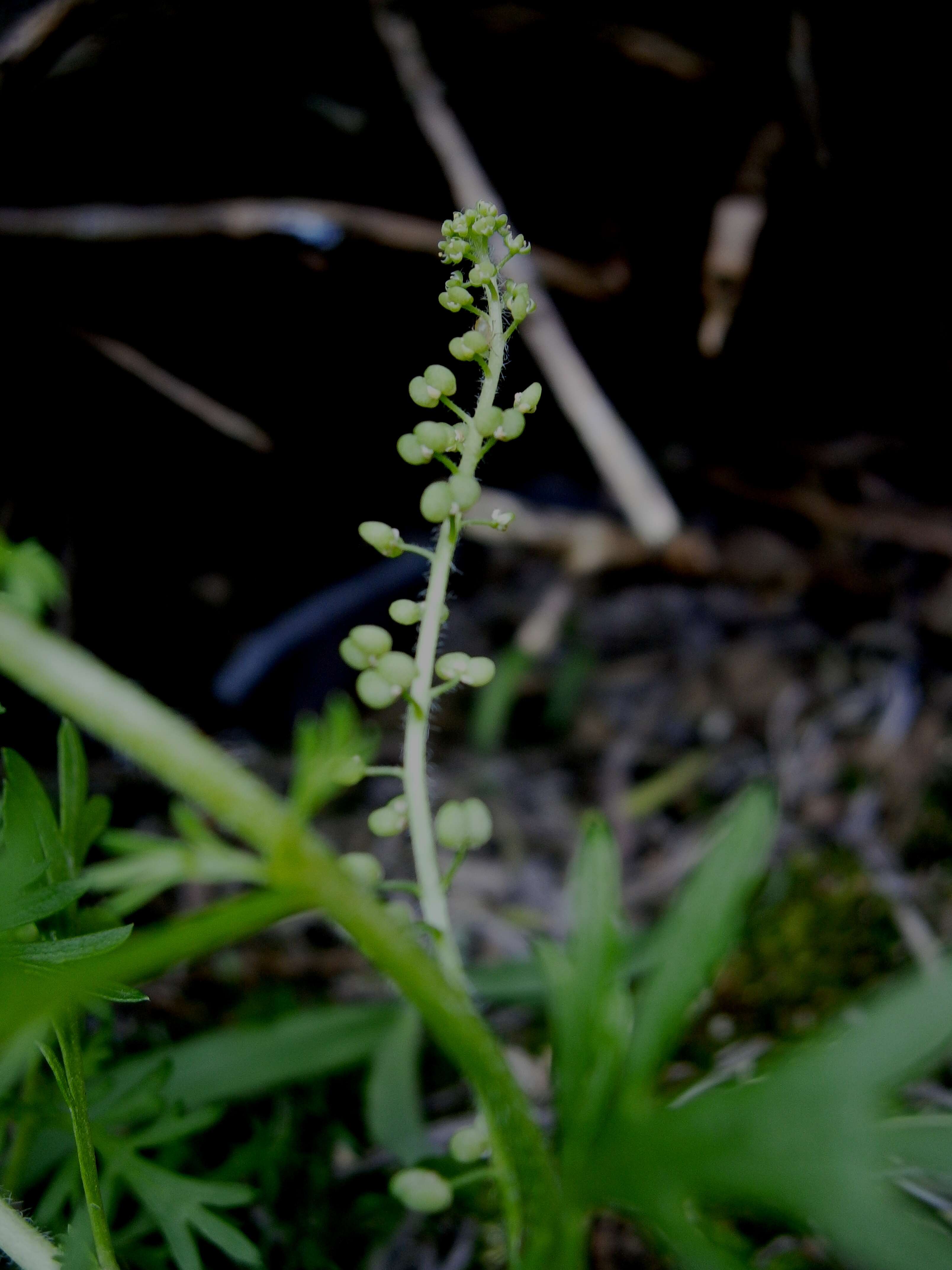 Image of Lesser swine-cress