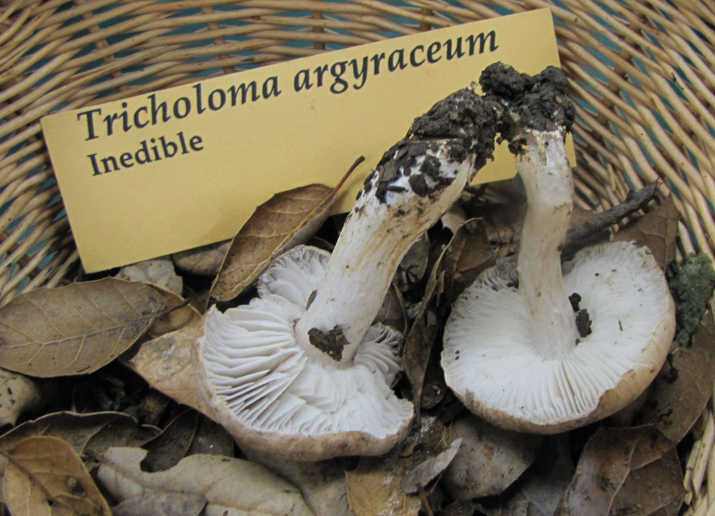 Image of Tricholoma argyraceum (Bull.) Gillet 1874