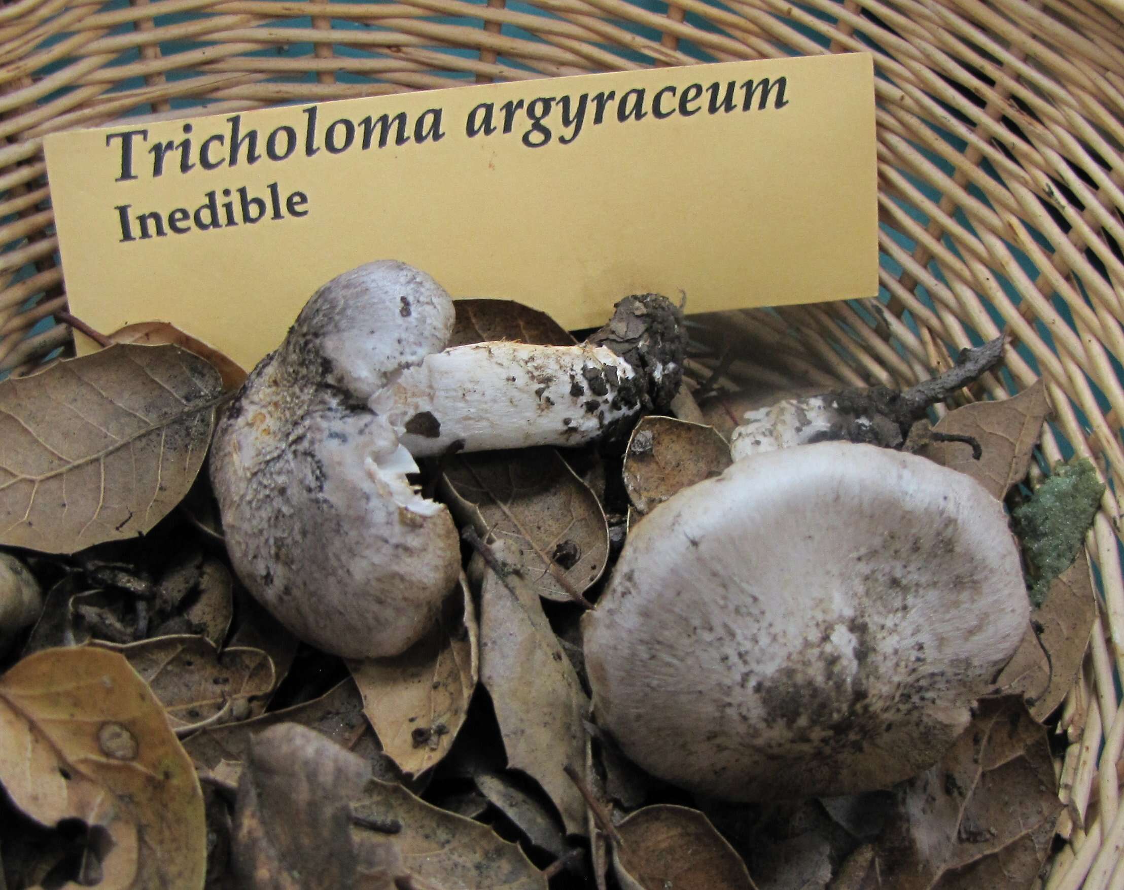 Image of Tricholoma argyraceum (Bull.) Gillet 1874