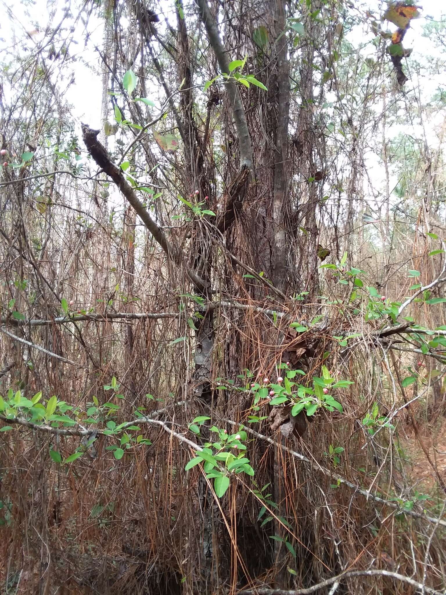 Image of southern crab apple