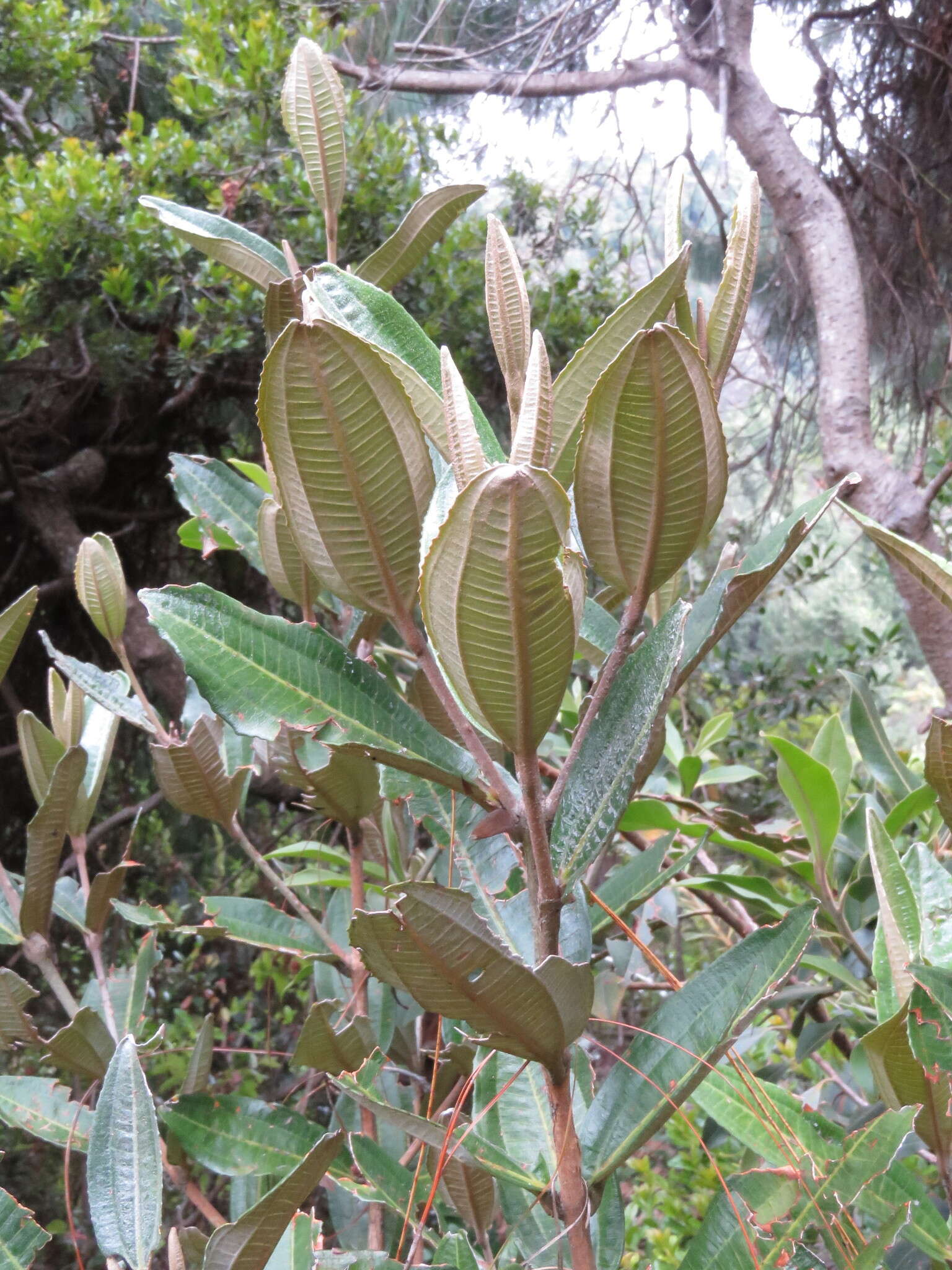 Image of Miconia squamulosa (Sm.) Triana