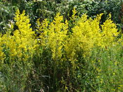 Image of Lady's Bedstraw