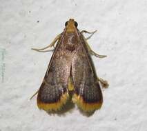 Image of Moth