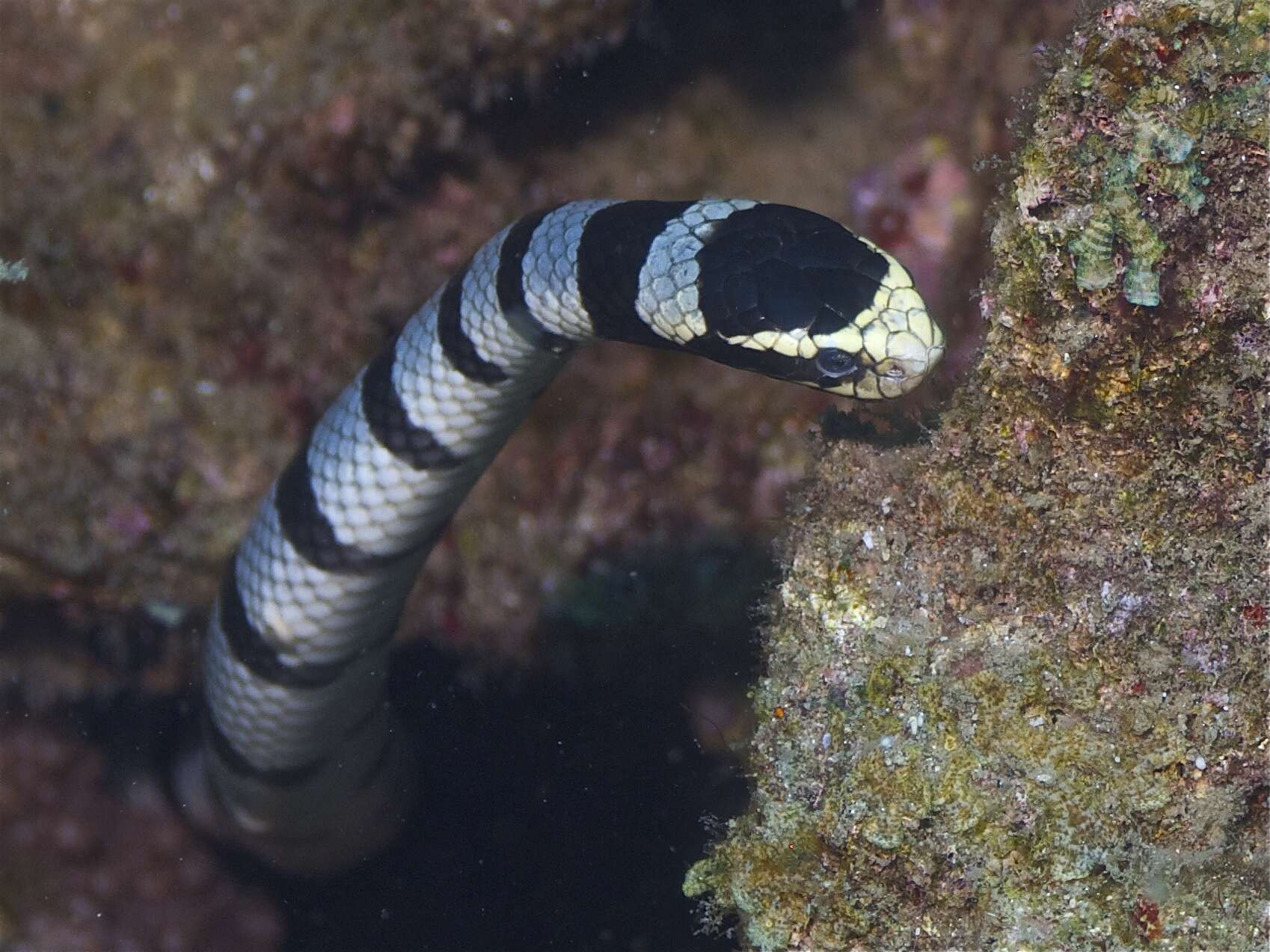 Image of Banded sea krait