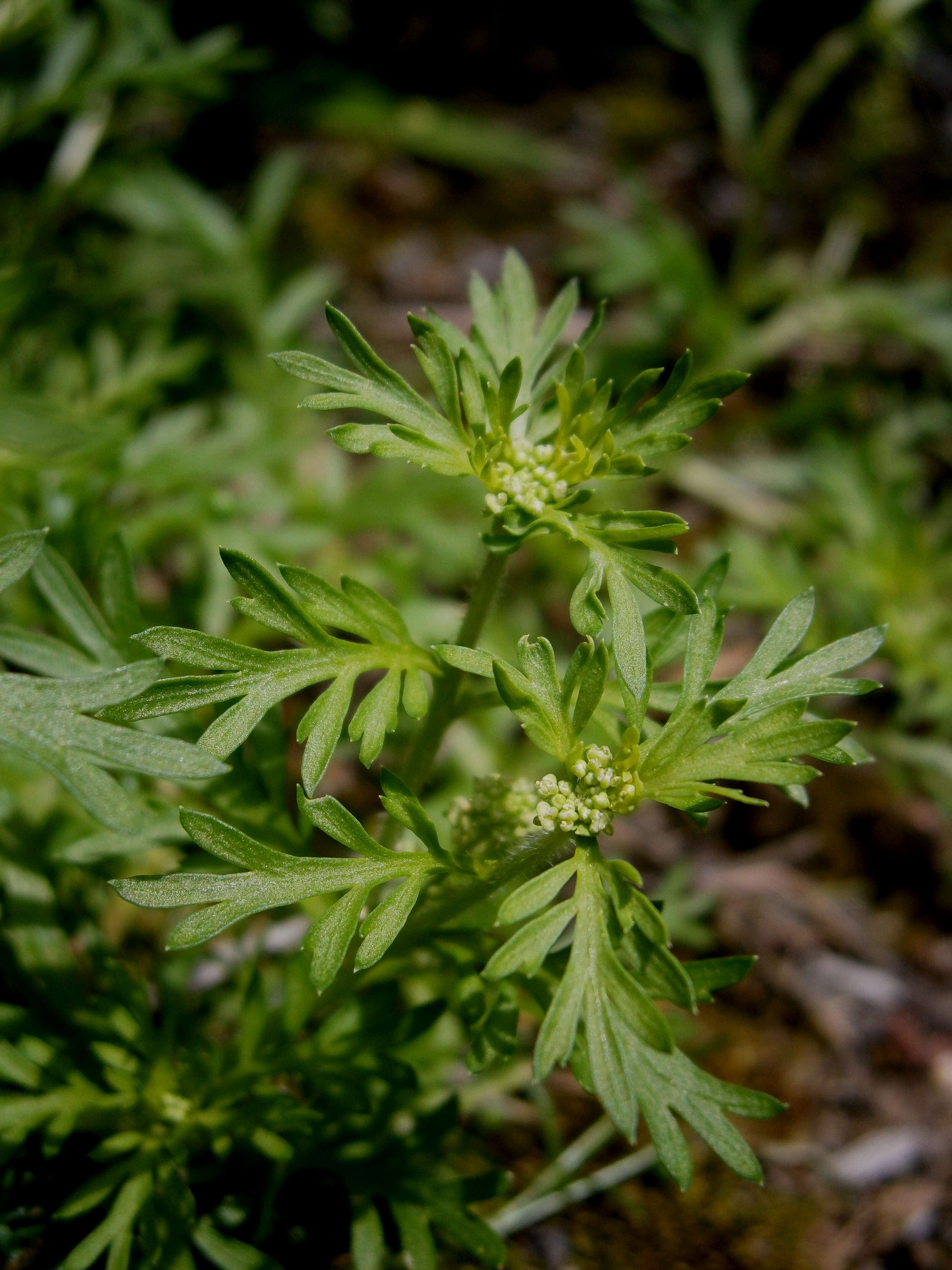 Image of Lesser swine-cress