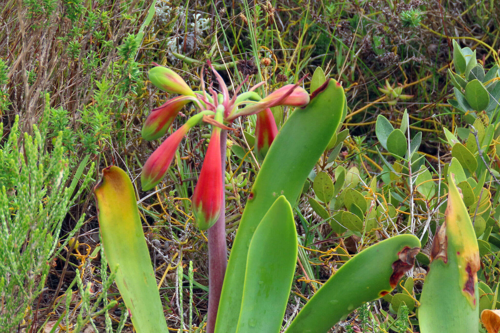 Image of Cyrtanthus obliquus (L. fil.) Aiton