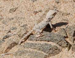 Image of Carter’s Semaphore Gecko