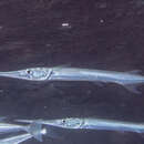 Image of Reef needlefish