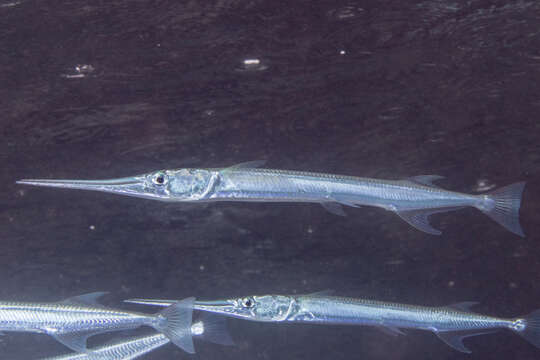 Image of Reef needlefish