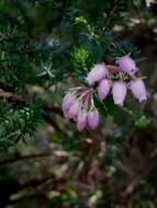 Image of Erica terminalis Salisb.