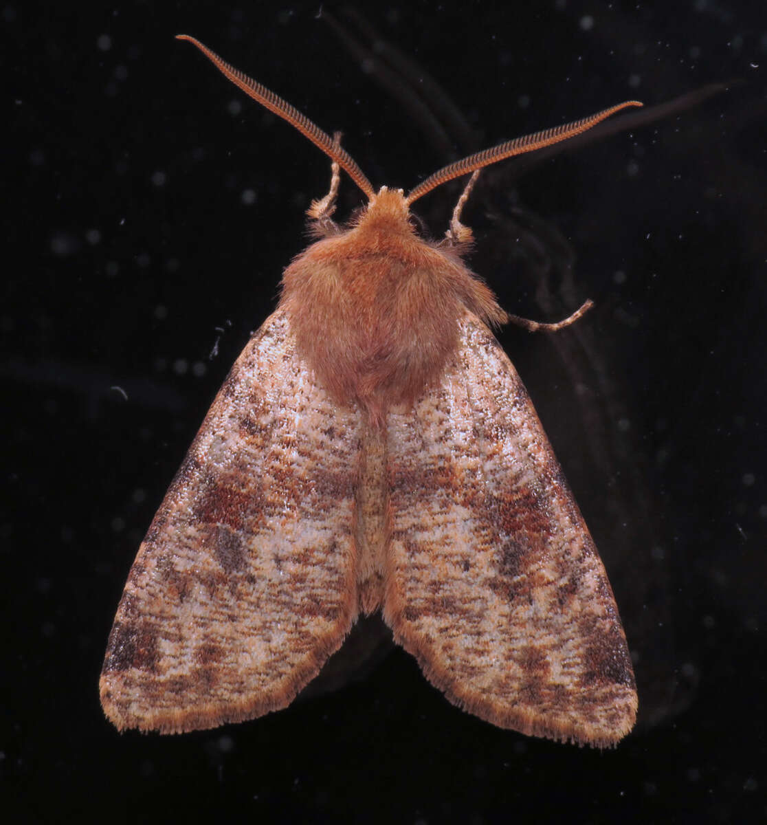 Image of Orthosia rubescens Walker 1865