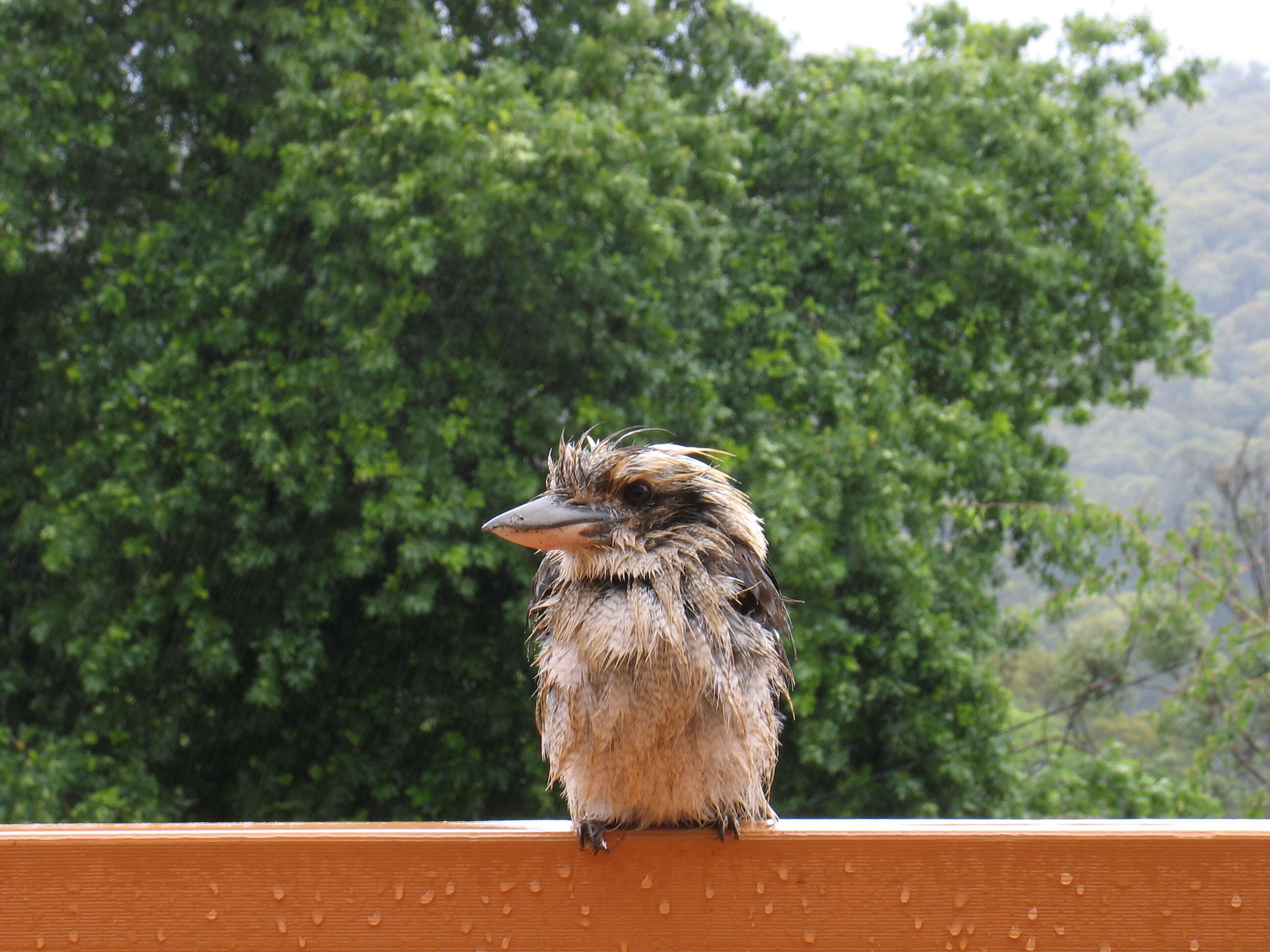 Image of Kookaburra