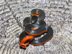 Image of Ring-necked Snake