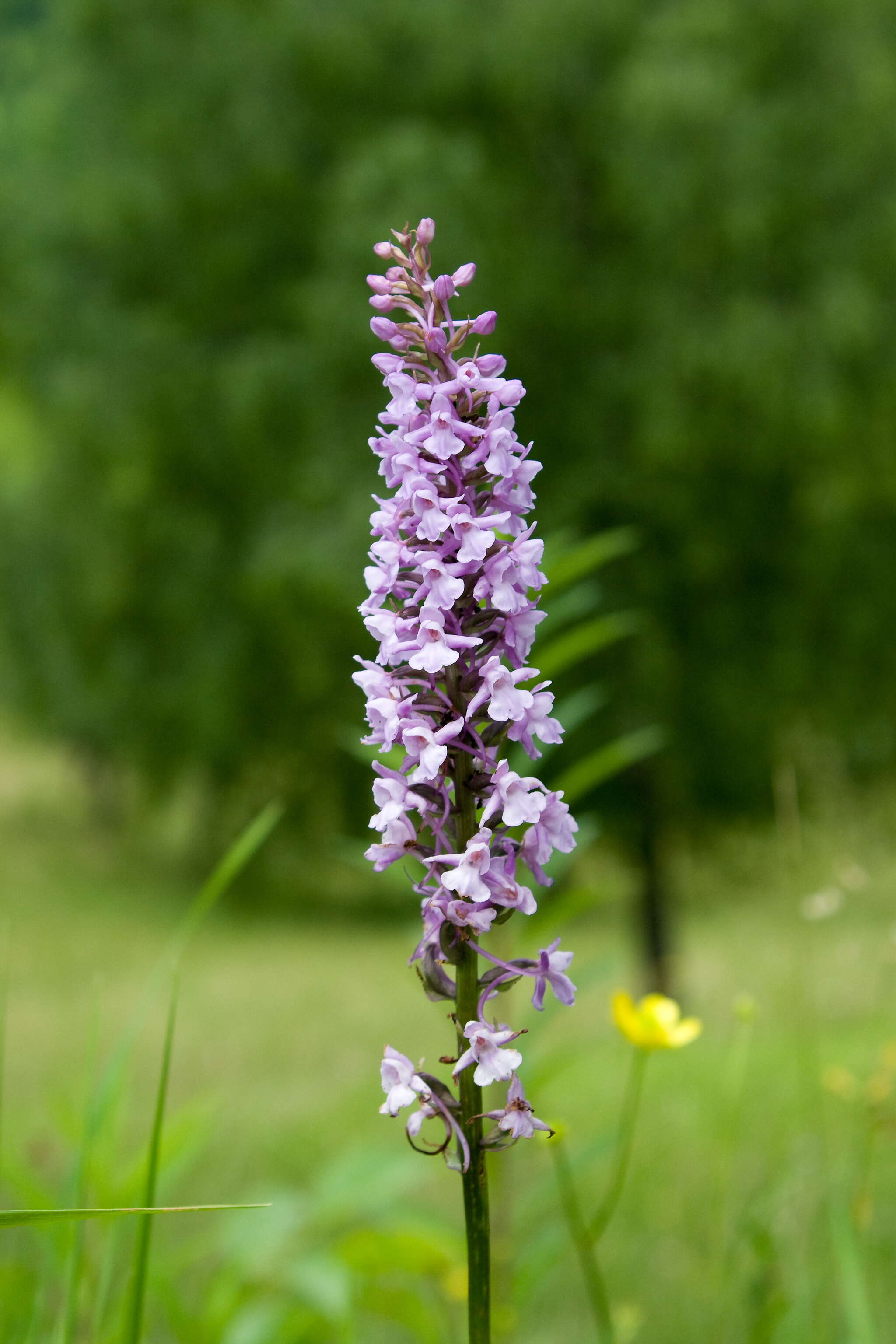 Image of fragrant orchid