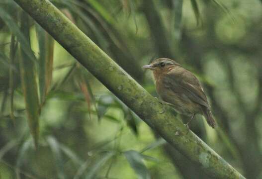 Image of Rufous Gnateater