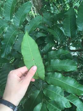 Слика од Dysoxylum pettigrewianum F. M. Bailey