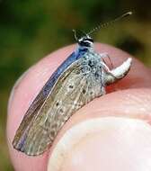 Image of Celastrina echo cinerea (W. H. Edwards 1883)