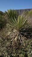 Sivun Yucca carnerosana (Trel.) McKelvey kuva