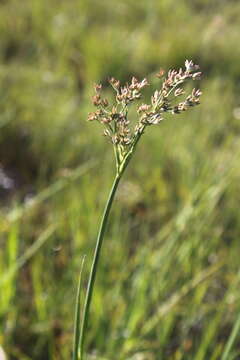 Слика од Juncus oxycarpus E. Meyer ex Kunth