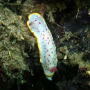 Goniobranchus daphne (Angas 1864) resmi