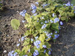 Image of False Forget-Me-Not