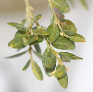 Image of Buxus sempervirens